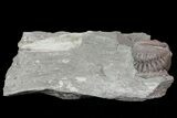 Wide, Enrolled Flexicalymene Trilobite In Shale - Ohio #67659-2